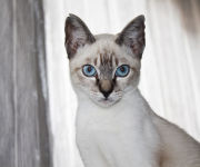 Los Gatos: ¿Qué raza de gato elegir según tu signo del zodiaco?