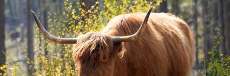 Aries ascendente en Tauro, ¡una curiosa combinación!