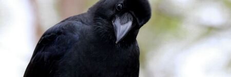 El cuervo y su simbolismo: 5 curiosidades que no sabías de ellos