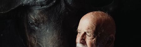 El Buey (Búfalo) en la astrología china, ¿quién es realmente?