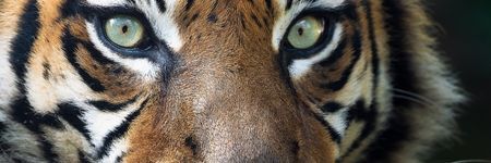 El Tigre en la astrología china: ¿quién es? ¿Cuál es su carácter?