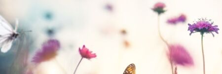 ¿Cuál es el significado de la mariposa? ¿Qué mensaje tiene?