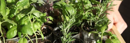 Plantas mágicas: 10 plantas míticas y místicas