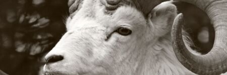 Aries ascendente Escorpio, una alianza apasionante