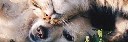 Horóscopo 2026 gatos y perros: ellos también merecen su horóscopo