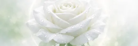 Significado de la rosa blanca: pureza, amor y espíritu 🤍