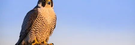 El halcón como animal tótem: símbolo y significado