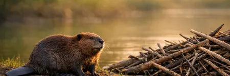 El castor como animal tótem: símbolo y significado