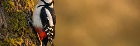 El pájaro carpintero como animal tótem: su significado