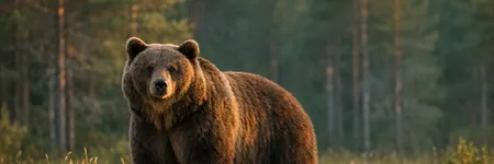 El oso como animal tótem: símbolo y significado