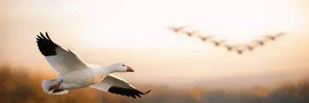 El ganso como animal tótem: símbolo y significado