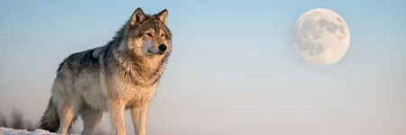 El lobo como animal tótem: símbolo y significado