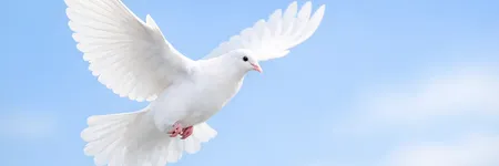Significado de la paloma blanca: paz, amor y lo divino