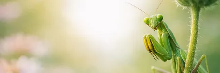 Mantis religiosa: significado espiritual y simbolismo