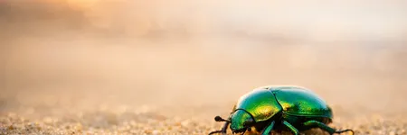 Significado del escarabajo: símbolo de renacimiento