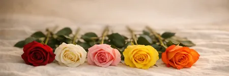 El significado de las rosas según su color