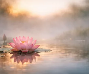 Flor de loto: significado de la flor del renacimiento